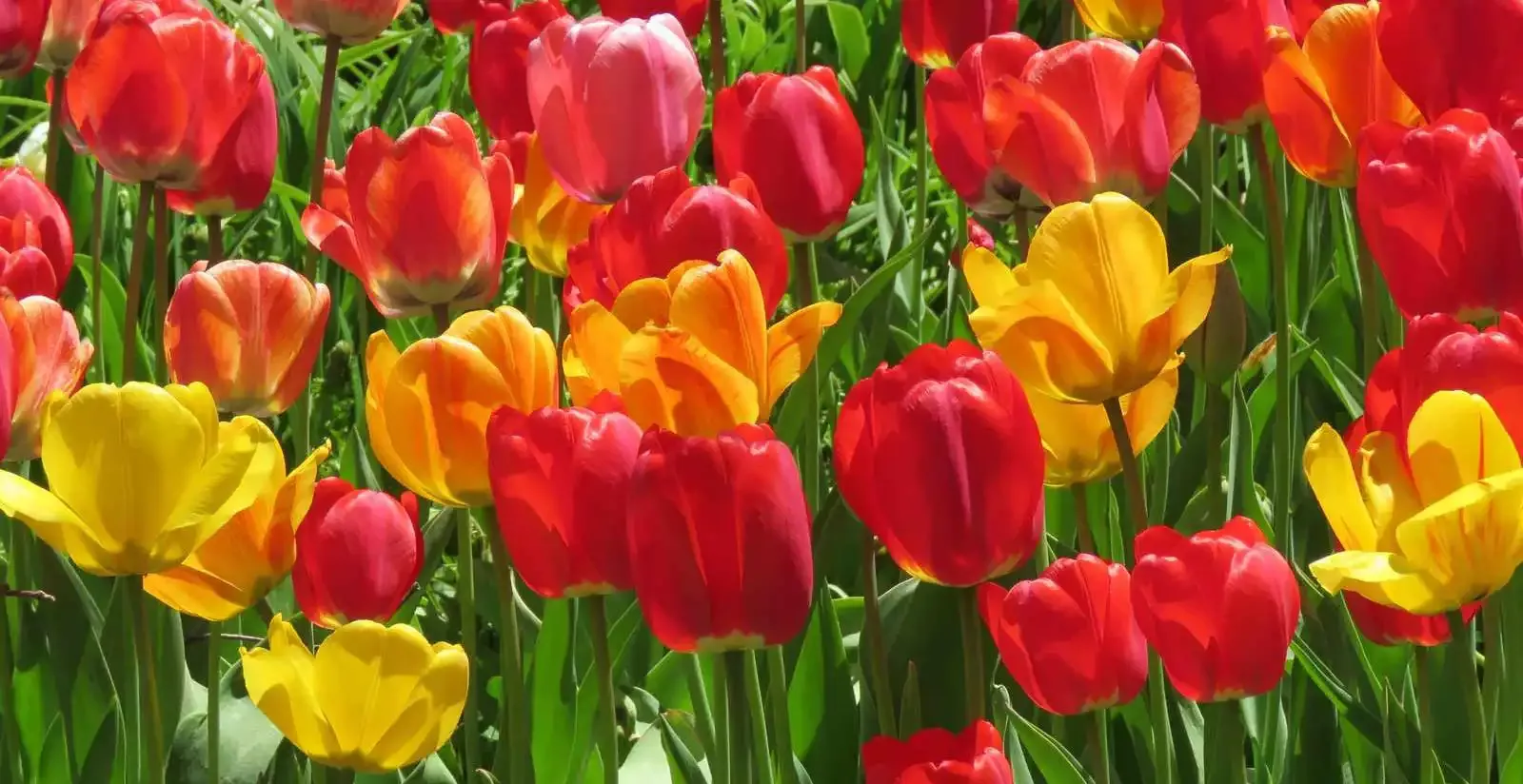 tulip season